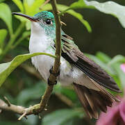 Andean Emerald