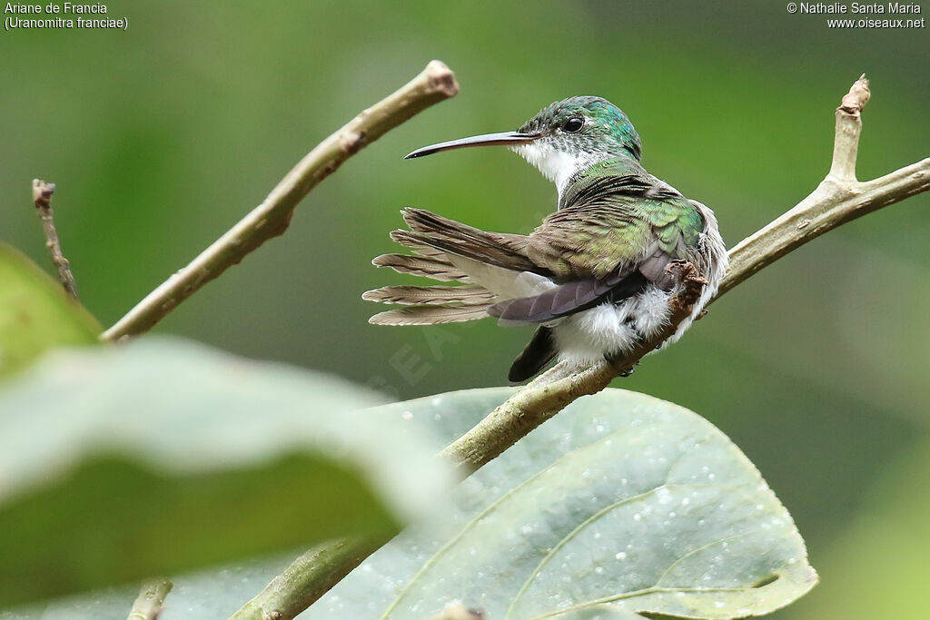 Andean Emeraldadult, identification