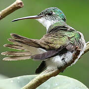 Andean Emerald