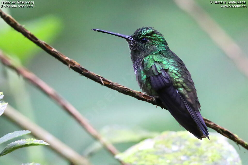 Purple-chested Hummingbirdadult, identification