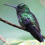 Purple-chested Hummingbird