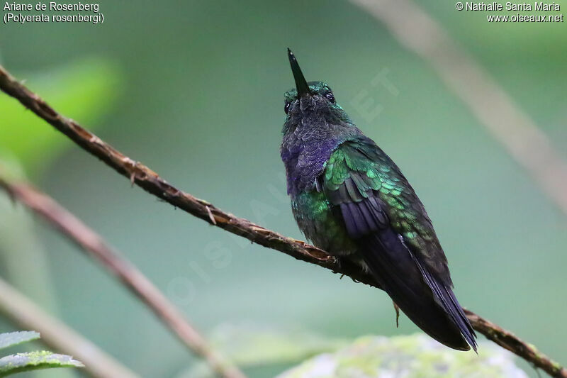 Purple-chested Hummingbirdadult, identification