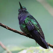 Purple-chested Hummingbird