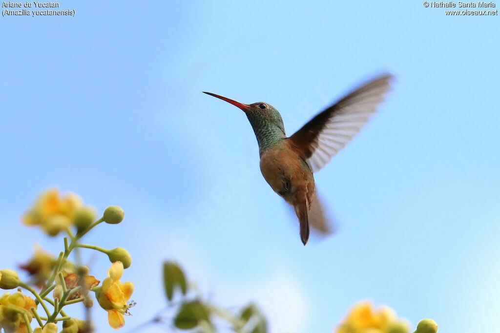 Buff-bellied Hummingbirdadult, Flight