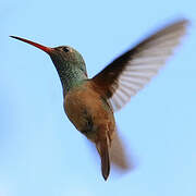 Buff-bellied Hummingbird