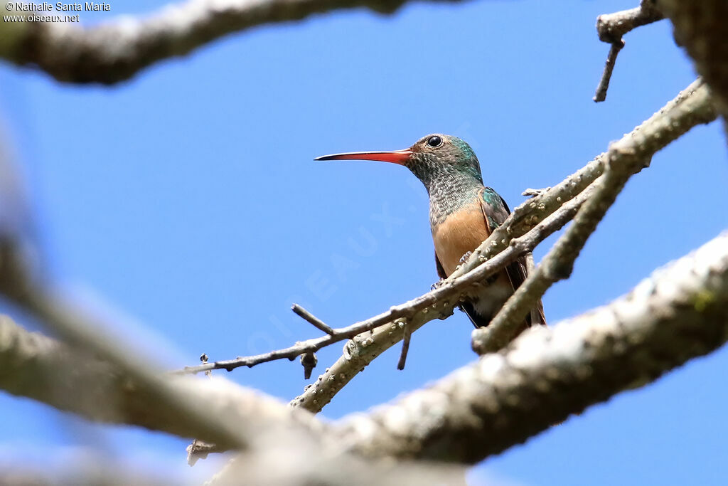 Buff-bellied Hummingbirdadult, identification