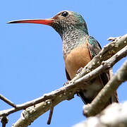 Buff-bellied Hummingbird