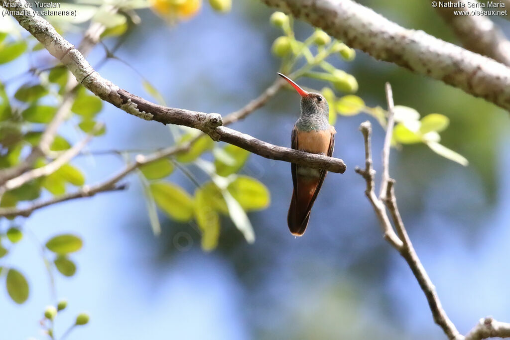 Buff-bellied Hummingbirdadult, identification