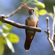 Buff-bellied Hummingbird