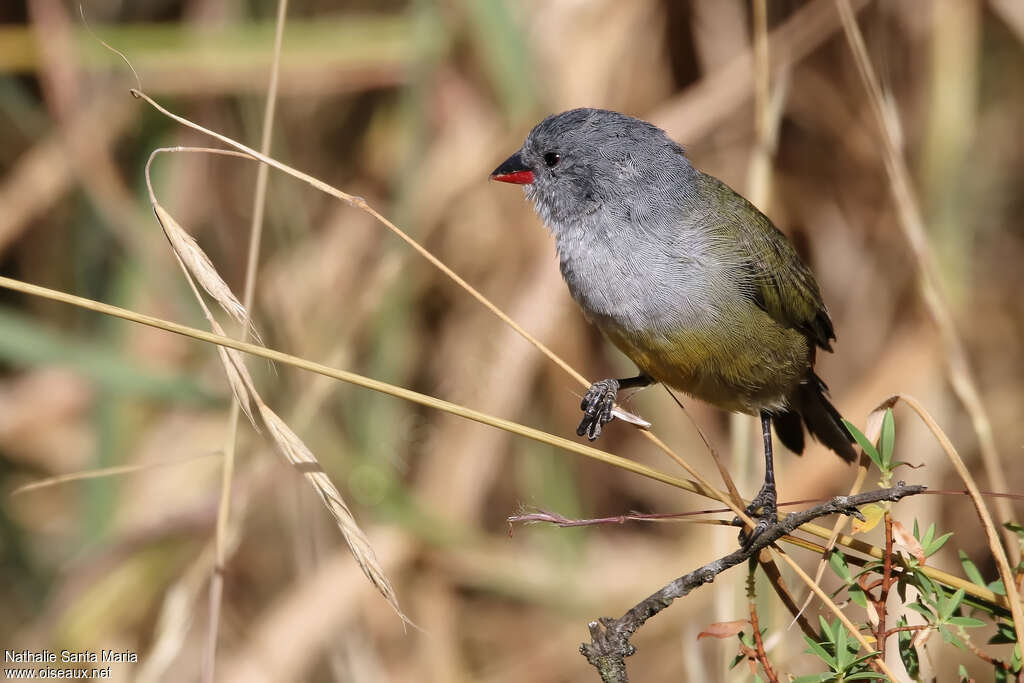 Yellow-bellied Waxbilladult