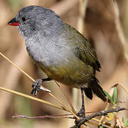 Yellow-bellied Waxbill