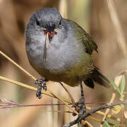 Yellow-bellied Waxbill