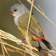 Yellow-bellied Waxbill