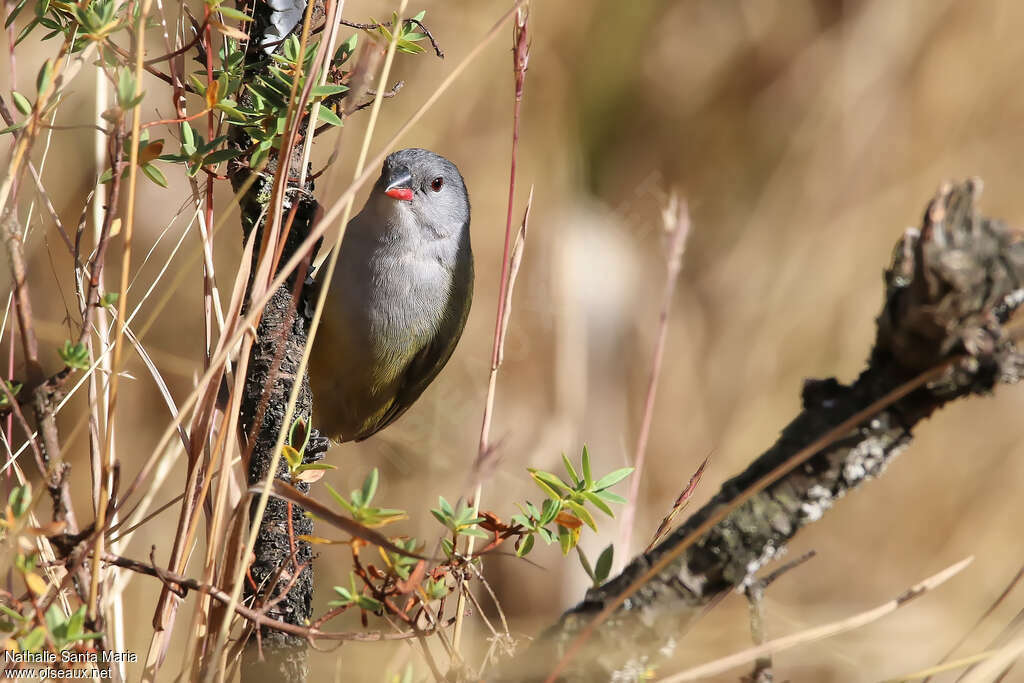 Yellow-bellied Waxbilladult