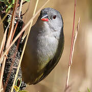 Yellow-bellied Waxbill