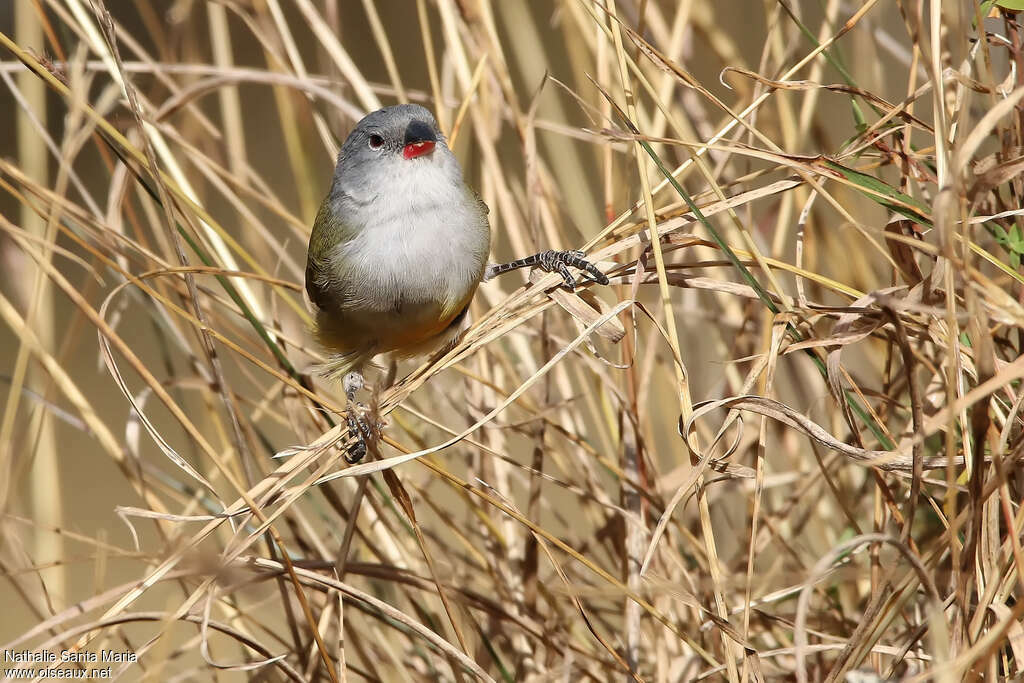 Yellow-bellied Waxbilladult