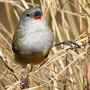 Yellow-bellied Waxbill