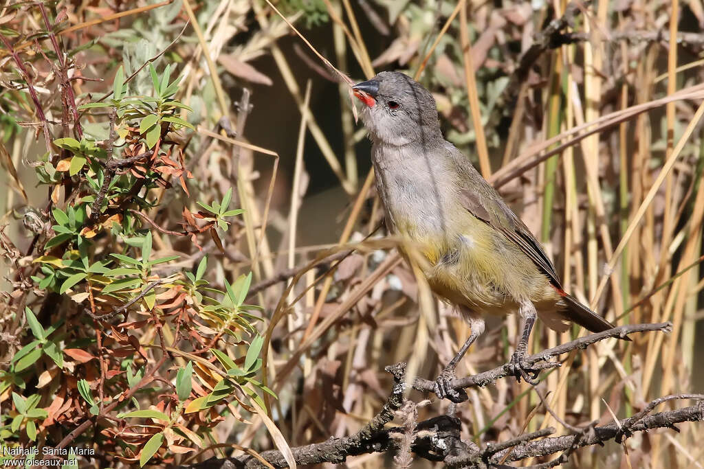 Astrild à ventre jauneadulte, identification, mange