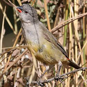 Yellow-bellied Waxbill