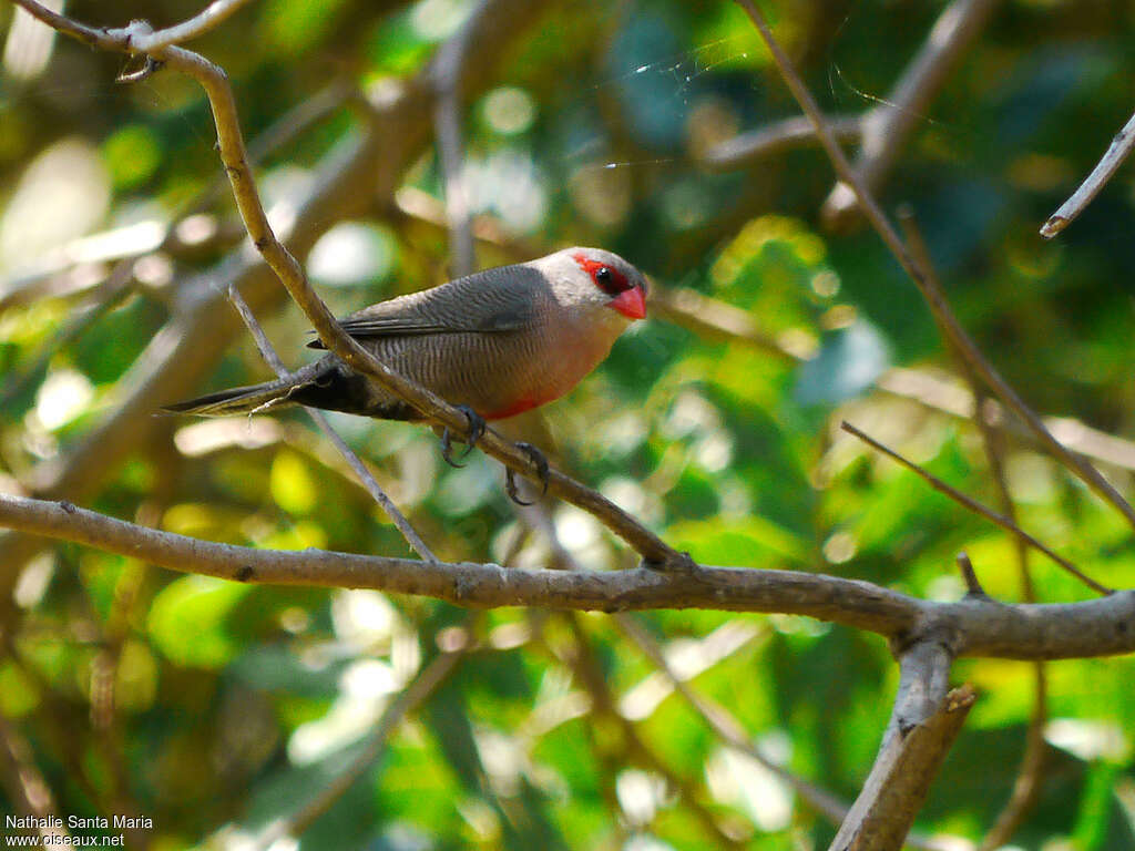 Common Waxbilladult, identification, Behaviour