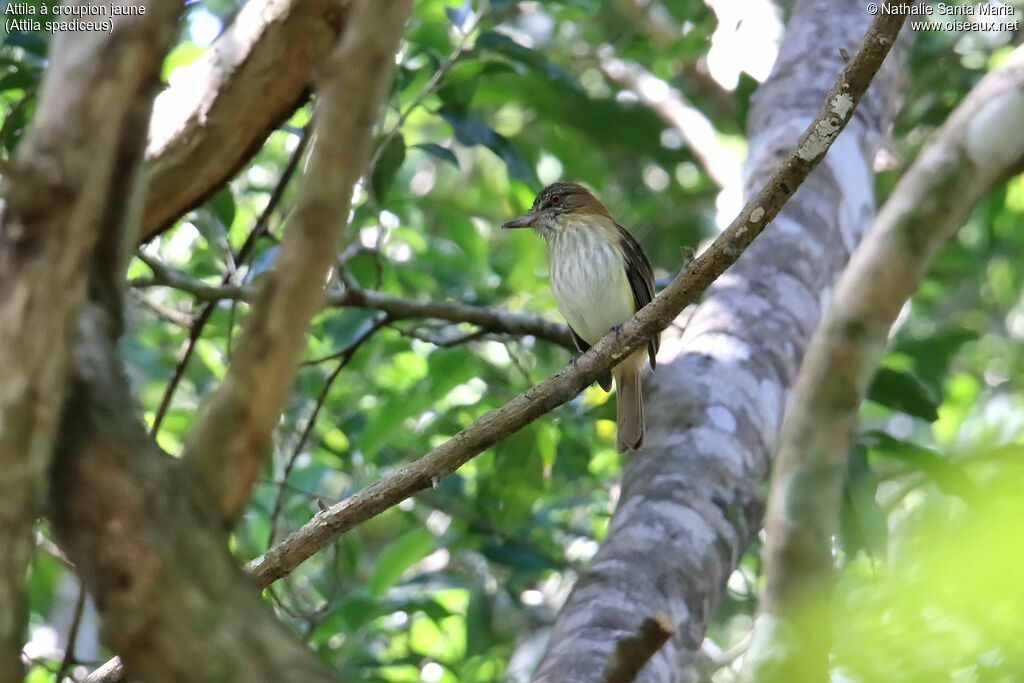 Bright-rumped Attilaadult, identification