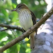 Bright-rumped Attila