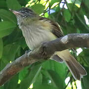 Bright-rumped Attila