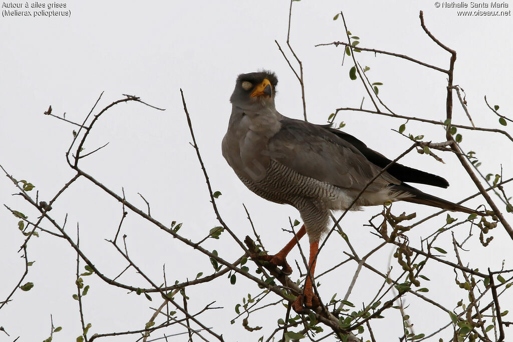 Eastern Chanting Goshawkadult, identification, Behaviour