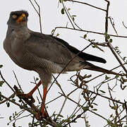 Eastern Chanting Goshawk