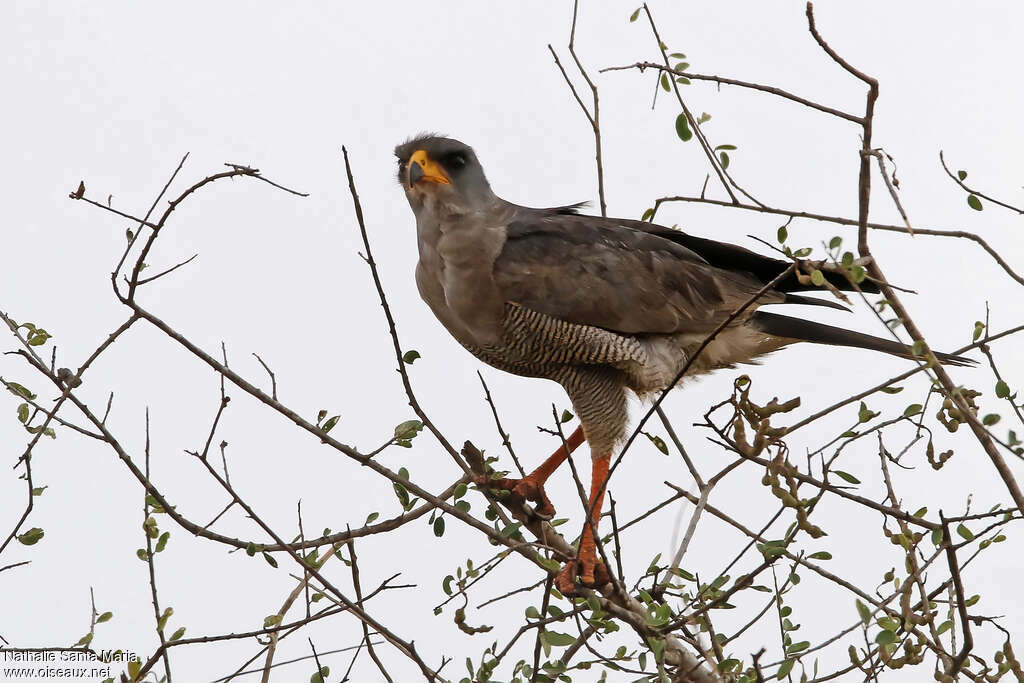 Autour à ailes grisesadulte, identification, habitat