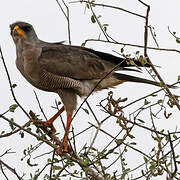 Eastern Chanting Goshawk