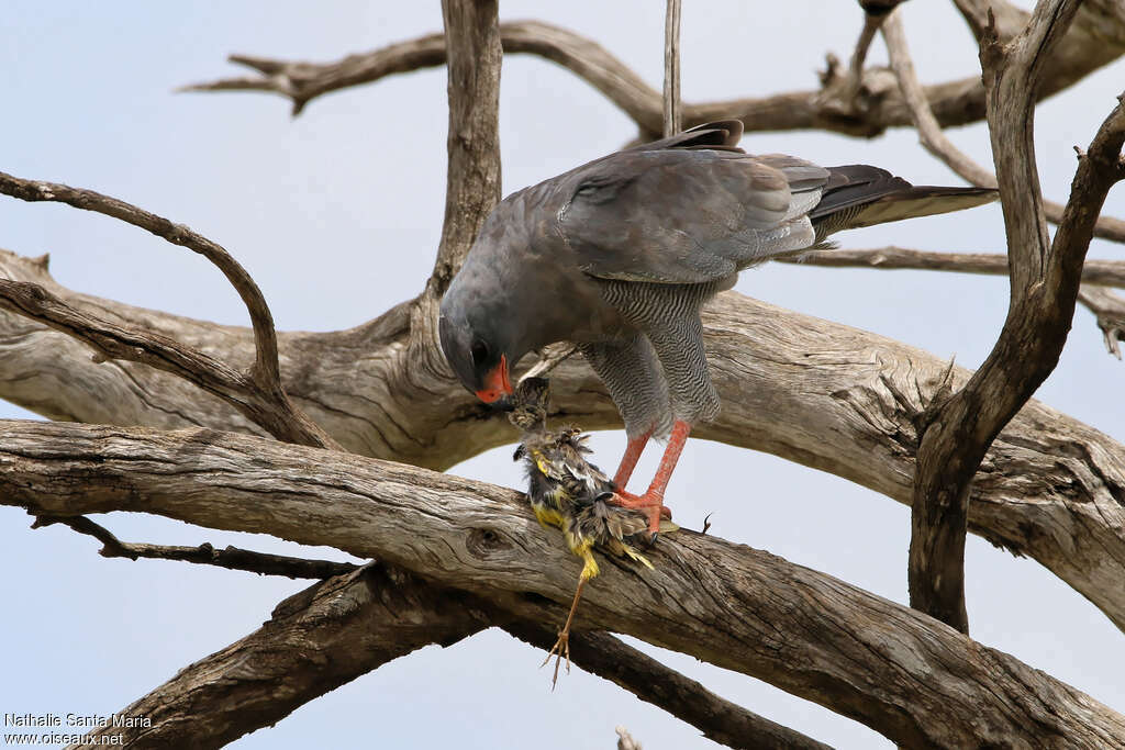 Dark Chanting Goshawkadult, identification, eats, Behaviour