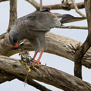 Dark Chanting Goshawk