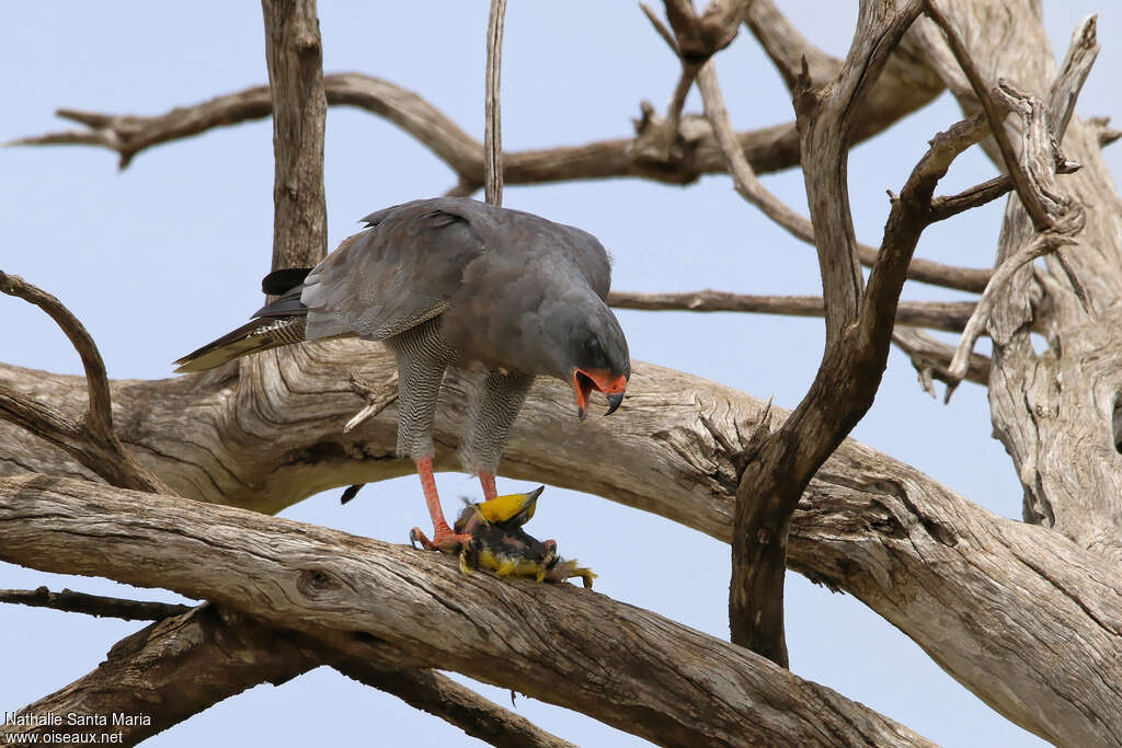 Dark Chanting Goshawkadult, feeding habits, eats