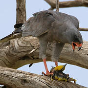 Dark Chanting Goshawk