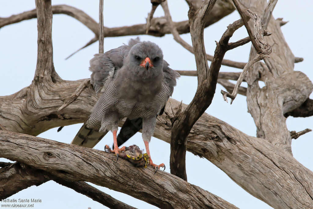 Dark Chanting Goshawkadult, identification, feeding habits