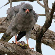 Dark Chanting Goshawk