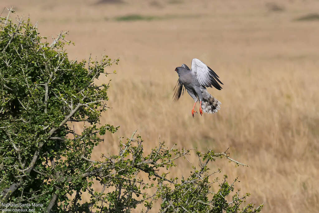 Autour sombreadulte, identification, habitat, Vol