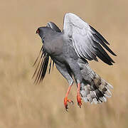 Dark Chanting Goshawk