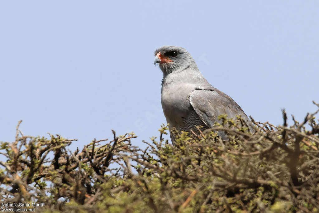 Autour sombreadulte, identification, habitat