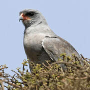 Dark Chanting Goshawk