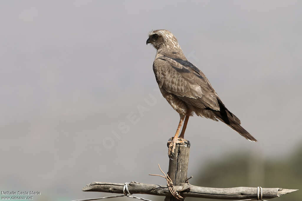 Dark Chanting Goshawksubadult