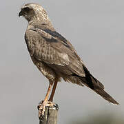 Dark Chanting Goshawk