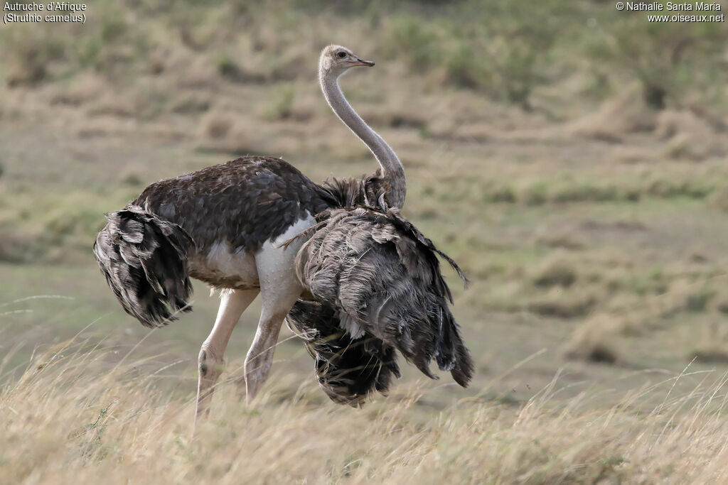 Autruche d'Afrique femelle adulte, identification, habitat, Comportement