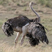 Common Ostrich