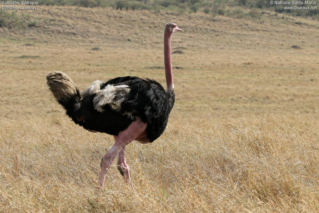 Autruche d'Afrique mâle adulte, identification, habitat, marche