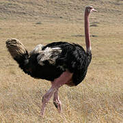 Common Ostrich