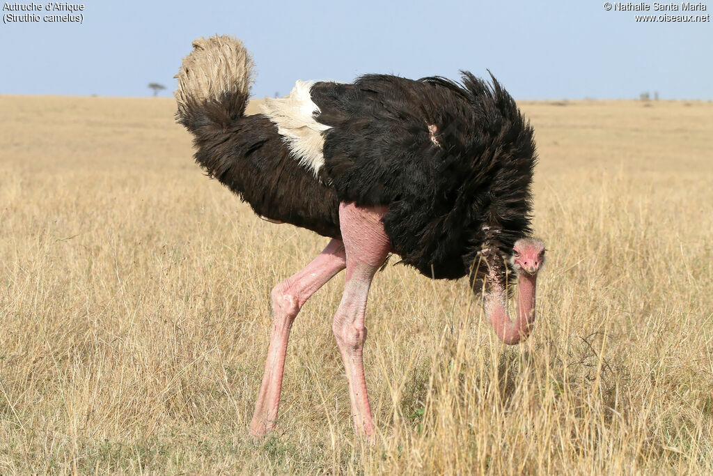 Autruche d'Afrique mâle adulte, identification, habitat, marche