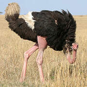 Common Ostrich