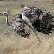 Common Ostrich